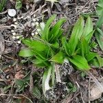 Plantago atrata Habitus