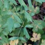 Thalictrum minusBlad