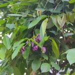 Clitoria fairchildiana Flower