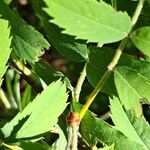 Sorbus domestica Leaf