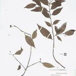 Endlicheria gracilis