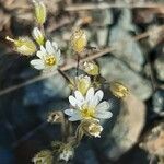 Cerastium ligusticum Hábito