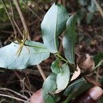 Monanthotaxis laurentii Leaf
