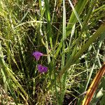 Agalinis tenuifolia Plante entière