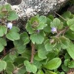 Veronica hederifolia Blatt