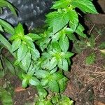 Mercurialis annua Лист