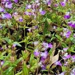 Collinsia violaceaFlower