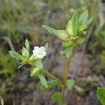 Bacopa crenata 花