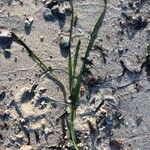 Zostera marina Folha