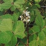 Rubus camptostachys 葉