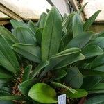 Maxillaria hennisiana Yaprak