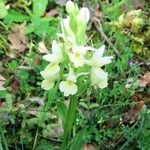 Dactylorhiza insularis Flower