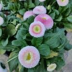 Bellis rotundifolia Flower