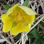 Potentilla reptans Blüte