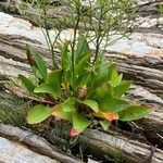 Limonium carolinianum Лист