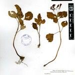 Didymocarpus aromaticus その他の提案