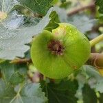 Ficus johannis Fruit