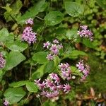 Pericallis aurita Hábitos