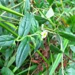 Lithospermum afromontanum Flor