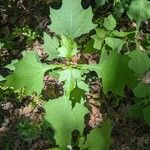 Smallanthus uvedalia Leaf