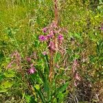 Epilobium angustifoliumFloare