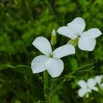 Lunaria annuaFlower