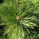 Pinus mugo List