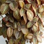 Episcia lilacina Hoja