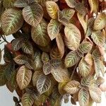 Episcia lilacina Fuelha