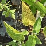 Saururus chinensis 葉