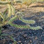 Cylindropuntia acanthocarpa Levél