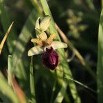 Ophrys passionis Ostatní