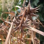 Carex grayi Fruit