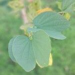 Bauhinia purpurea 葉