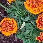 Tagetes patulaList