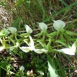 Angraecum eburneum Flower