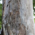 Sterculia quinqueloba Corteza
