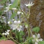 Saxifraga hirsuta Flor