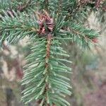 Picea asperata Feuille