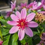 Dahlia tenuicaulis 花