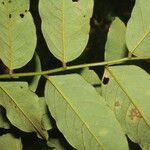 Dalbergia glomerata Leaf