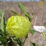 Gomphocarpus fruticosus Fruit