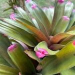 Neoregelia spectabilis Leaf