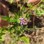 Desmodium intortum Blüte
