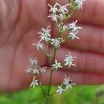 Silene wolgensisBlomst