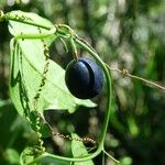 Passiflora suberosa ফল