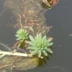 Myriophyllum aquaticum Feuille