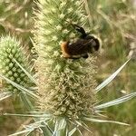 Eryngium duriaeiFlower