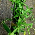 Hypericum perfoliatum Leaf