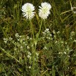 Trifolium montanumFlower